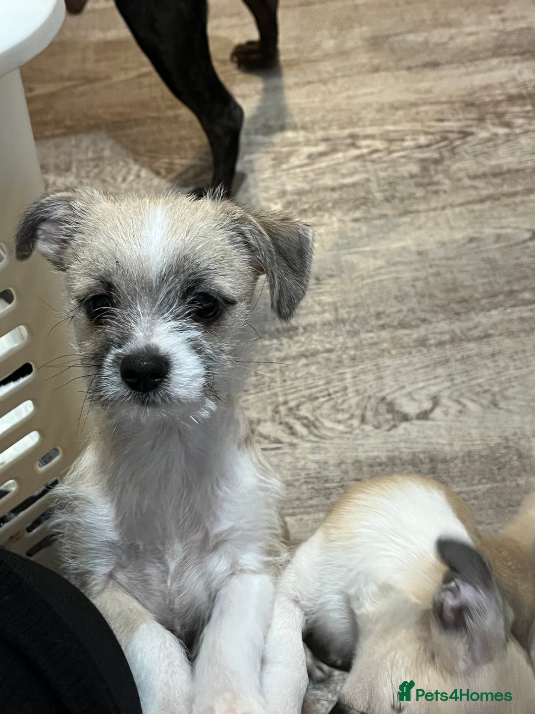 Mixed Breed dogs for sale: Jack Russell/ Chihuahua - Image 2