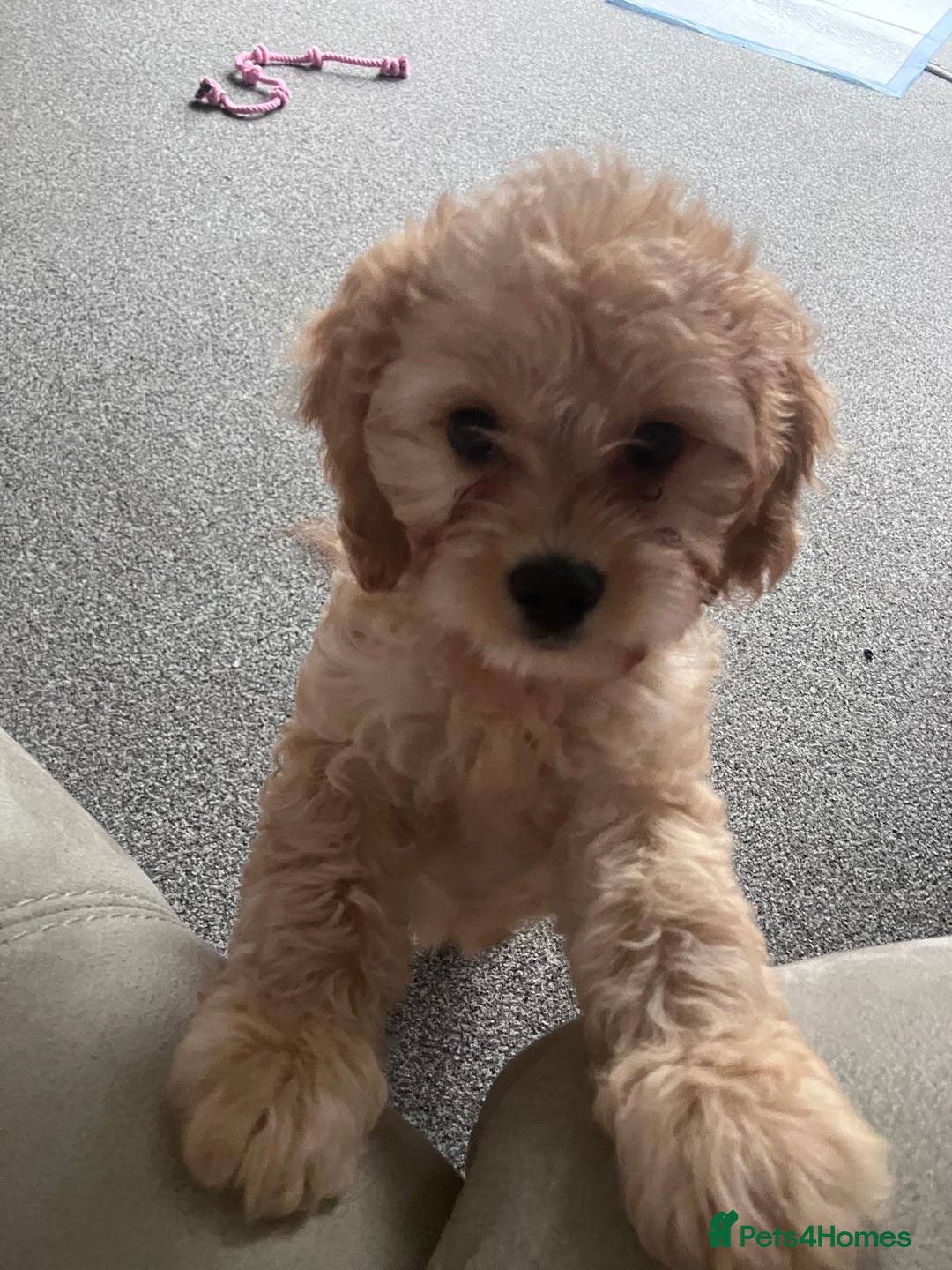 Cockapoo dogs for sale: Beautiful Cockerpoo puppy  - Advert 1