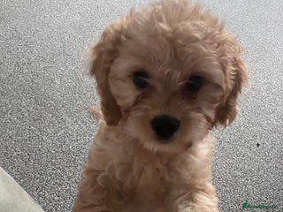 Cockapoo dogs Beautiful Cockerpoo puppy - Advert 1