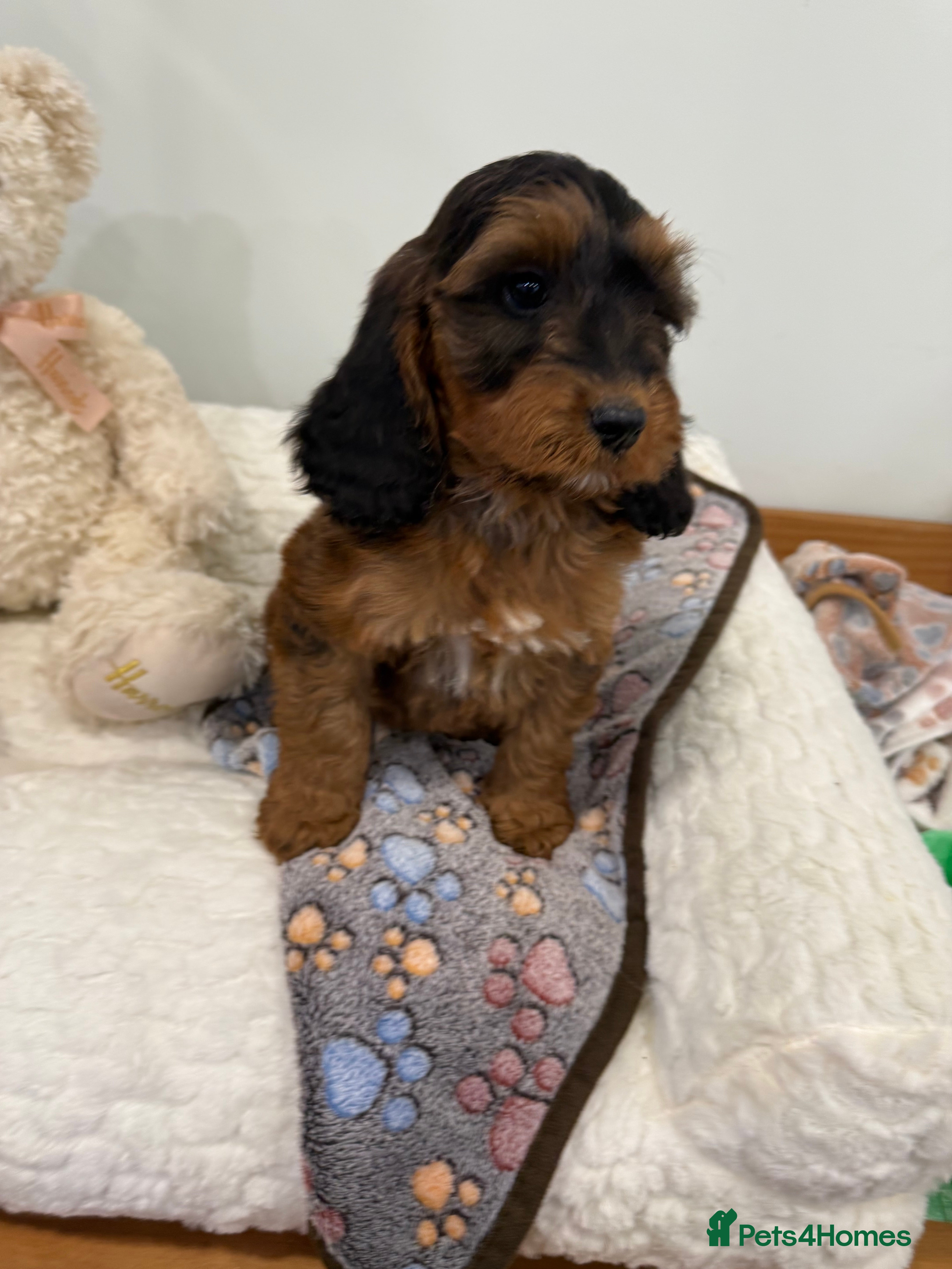 Cockapoo dogs 2 babies available. F1 full dna clear.  - Advert 5