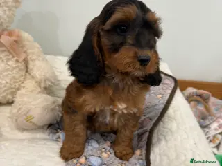 Cockapoo dogs 2 babies available. F1 full dna clear. - Advert 5