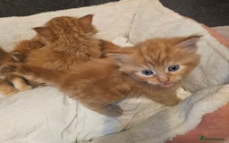 Maine Coon cats for sale: Maine Coone  - Image 14