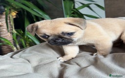 Pug dogs for sale: Adorable Pug x Pomeranian Puppies, Ready Today. - Image 14