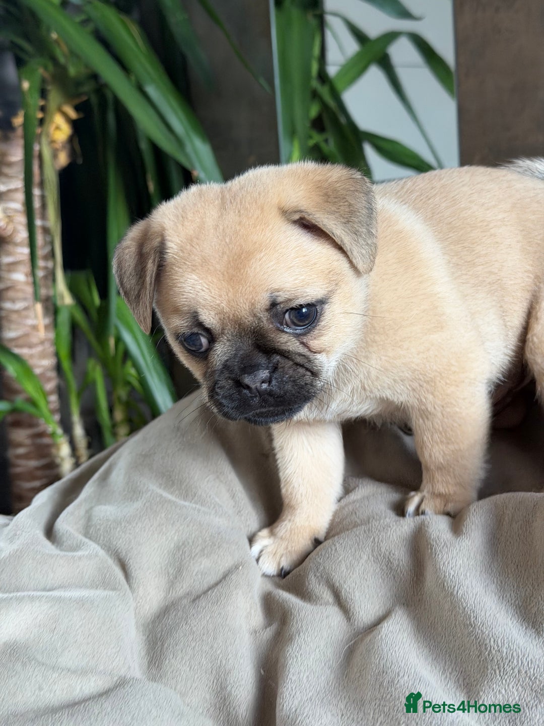 Pug dogs for sale: Adorable Pug x Pomeranian Puppies, Ready Today. - Image 14