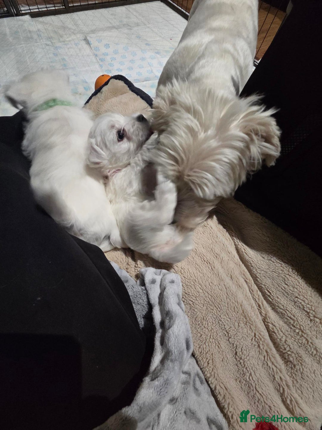 West Highland Terrier dogs for sale: Gorgeous pedigree westies, excellent bloodlines - Image 9