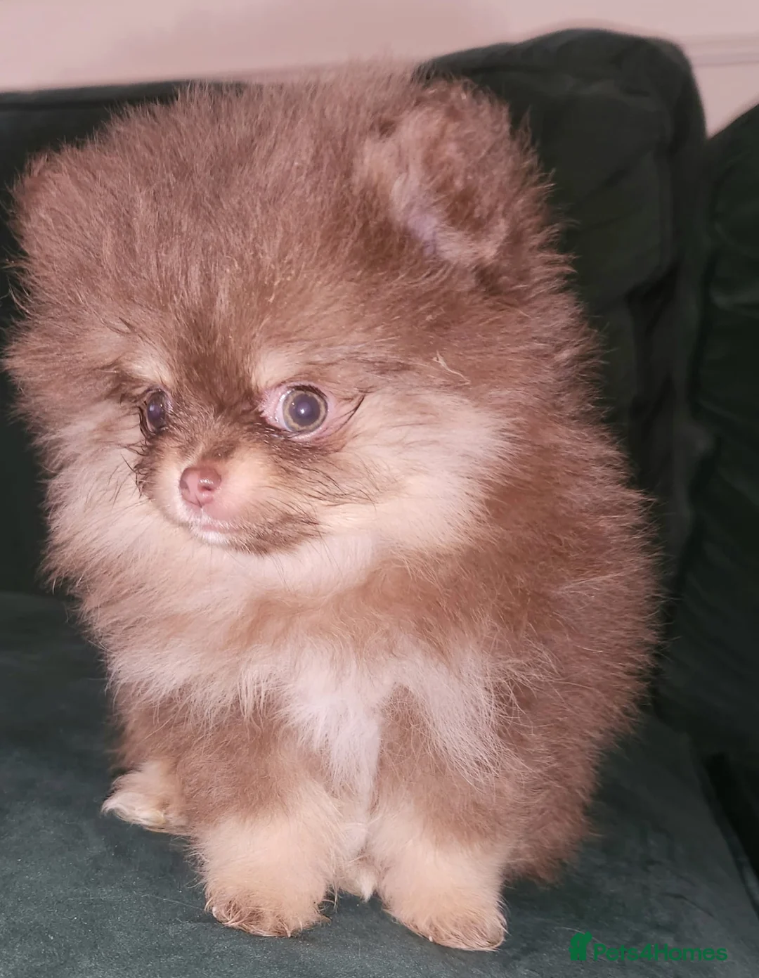 Pomeranian dogs for stud: STUD - TINY Russian & Taiwanese CHIAO LI YA  in Romford - Advert 14