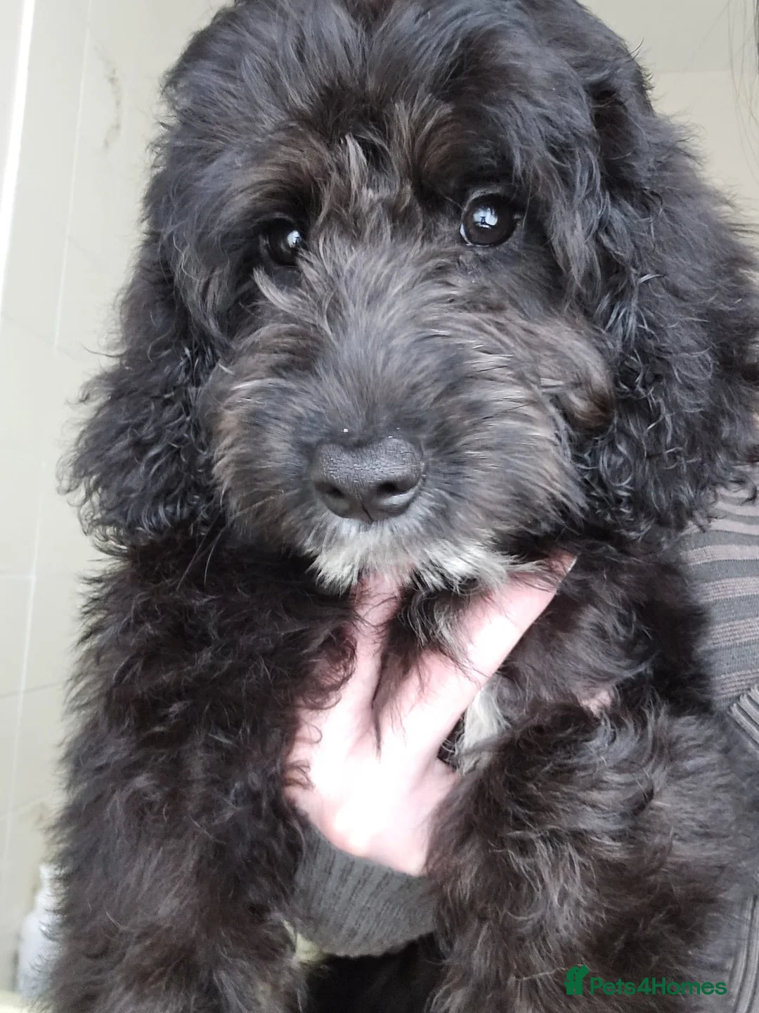 Goldendoodle dogs for sale: Goldendoodle Puppies  in Bolton - Advert 8