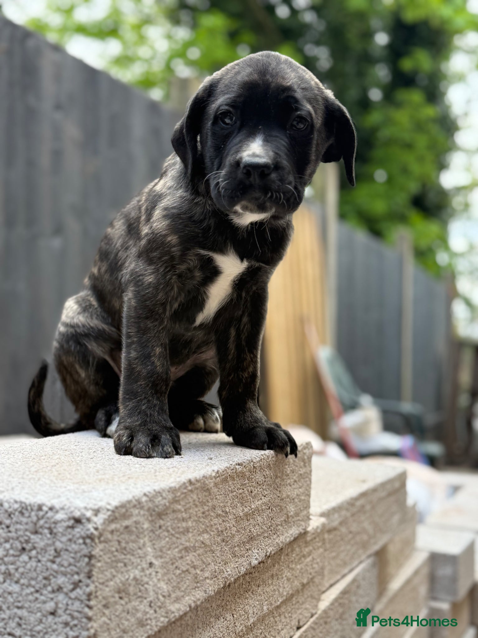 Presa Canario dogs Quality🏆Champion Blood presa Canario pups!! - Advert 1