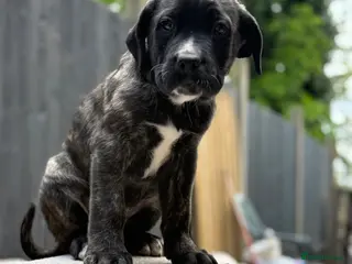 Presa Canario dogs Quality🏆Champion Blood presa Canario pups!! - Advert 1