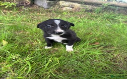 Border Collie dogs for sale: Border collie puppies for sale - Image 6