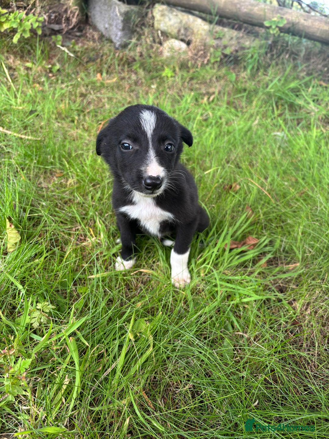 Border Collie dogs for sale: Border collie puppies for sale - Image 6