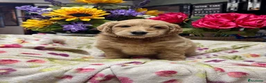 Goldendoodle 8