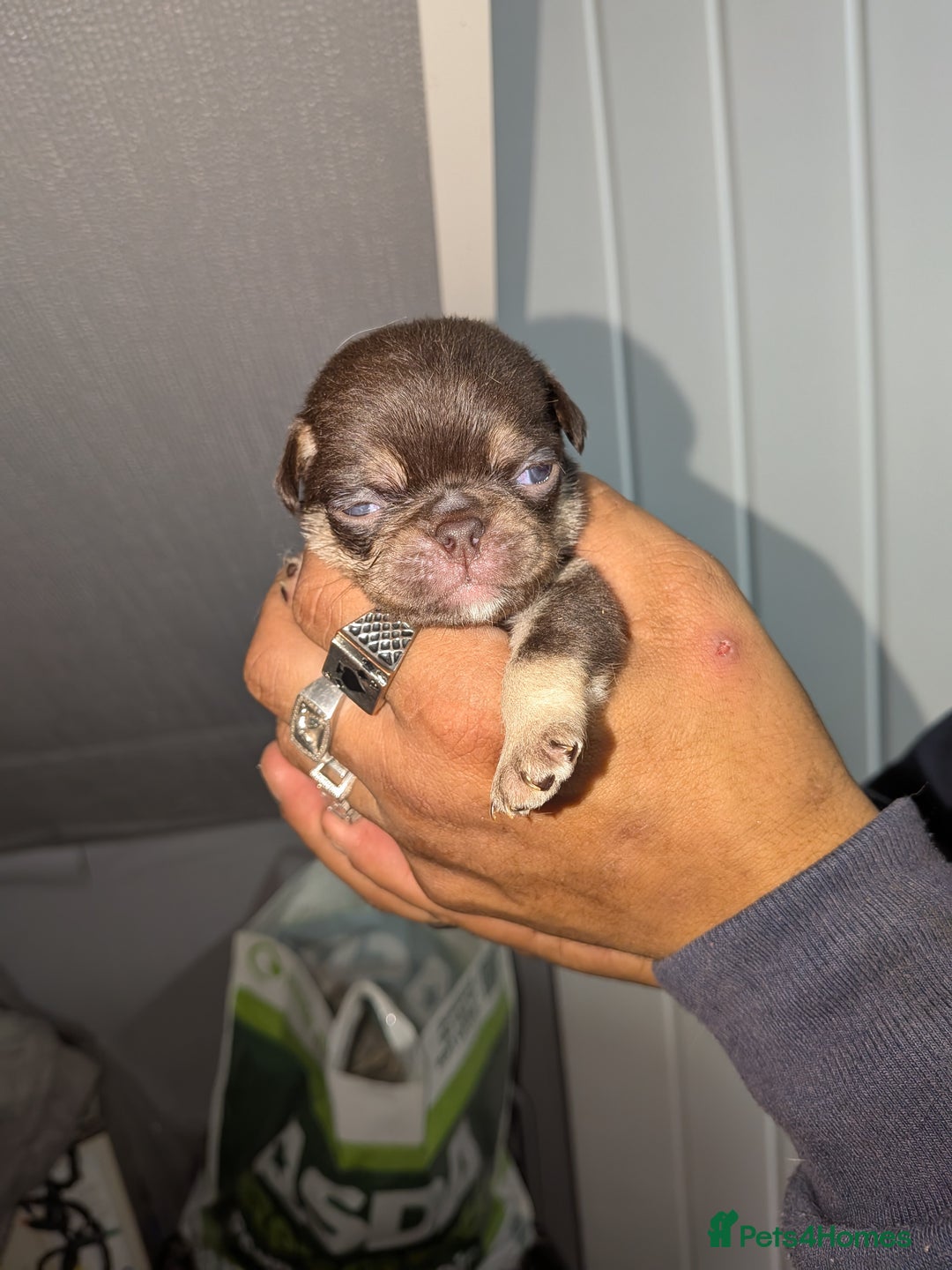 Pug dogs for sale: 2 left quality pug puppies  - Image 13