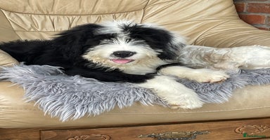 Old English Sheepdog dogs - Advert 2
