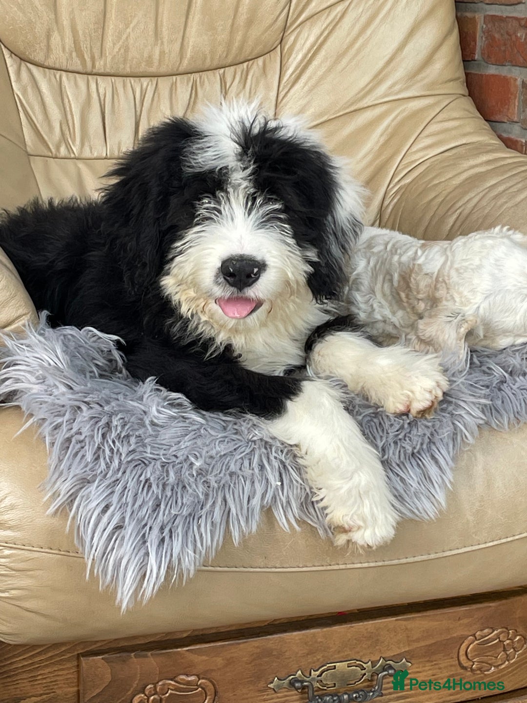 Old English Sheepdog dogs for sale: Old English sheep dog  - Image 3