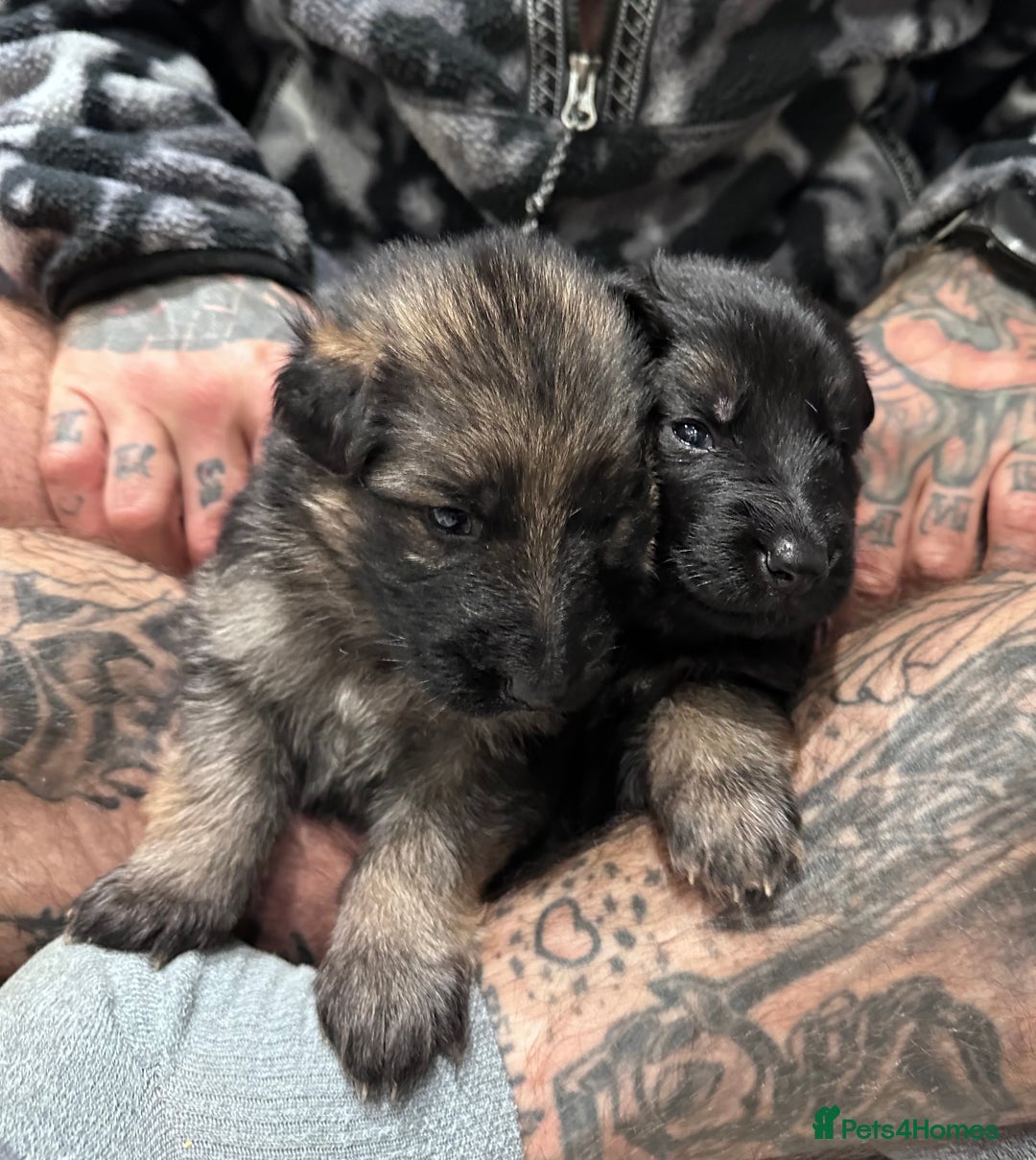 German Shepherd dogs for sale: Beautiful purebred German shepherd puppies - Image 23