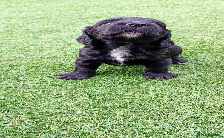 Cocker Spaniel dogs - Advert 13