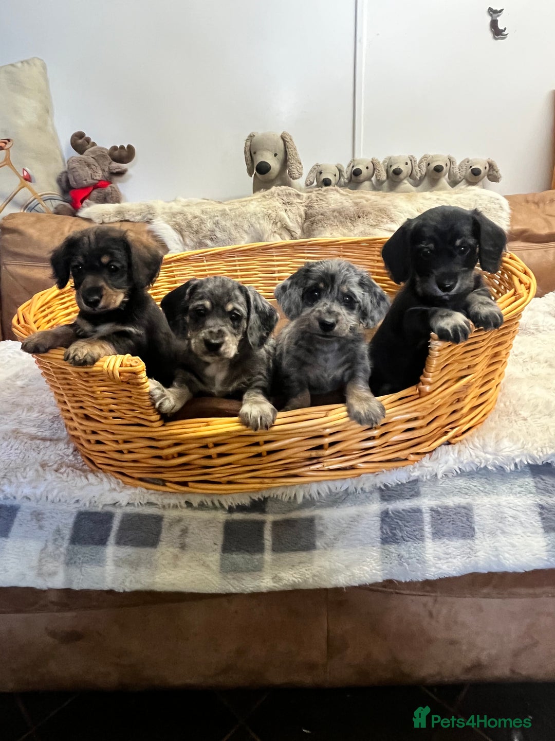 Mixed Breed dogs for sale: Adorable Daxi Jacks - Image 11