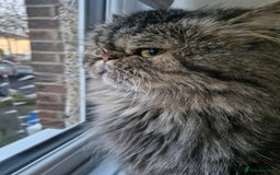 Persian cats for sale: Persian kittens  - Image 5