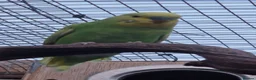 Budgerigars birds for sale: 1 male 1 female budgie £30 each  - Advert 4
