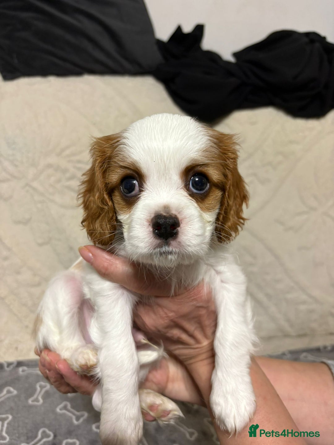 Cavalier King Charles Spaniel dogs for sale: Beautiful Blenheim King Charles spaniel pups    - Advert 29