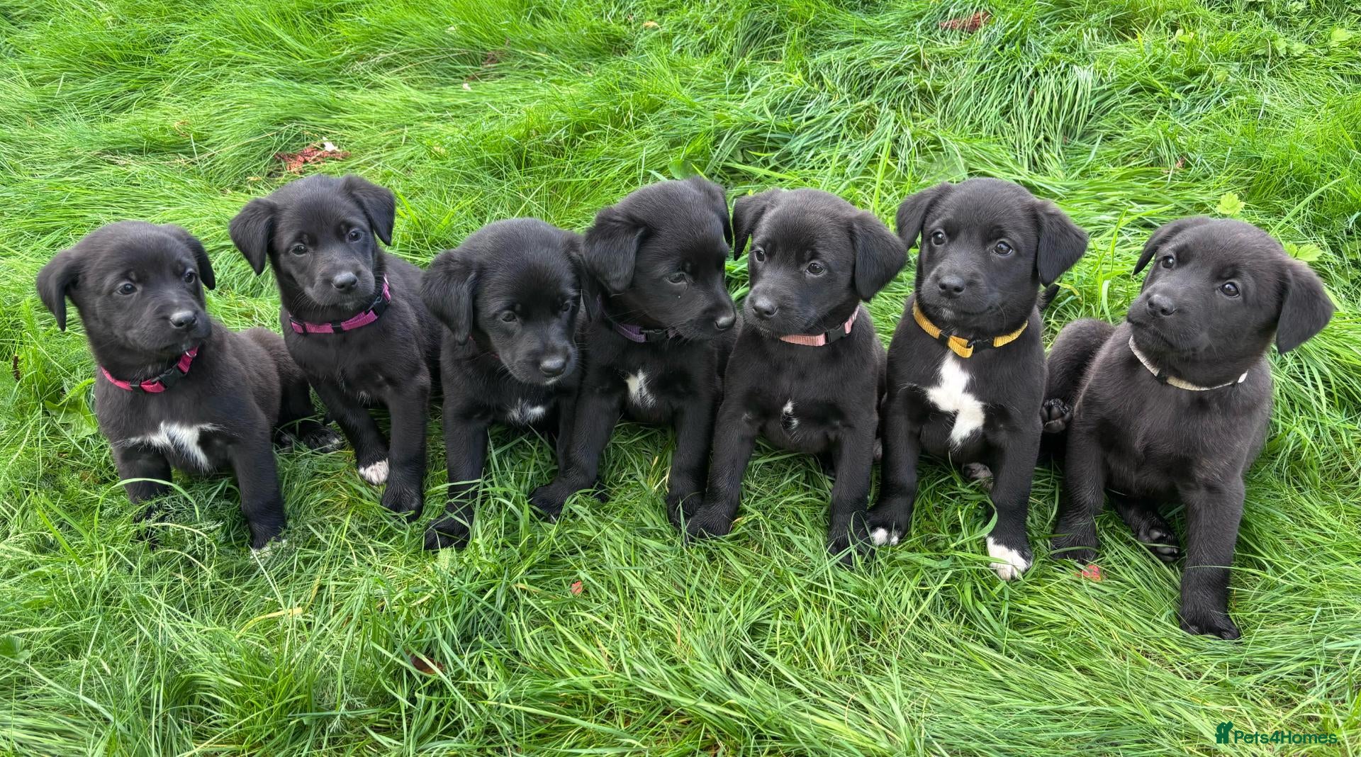 Mixed Breed dogs Labrador X Huntaway Puppies - Advert 1
