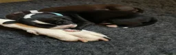 Mixed Breed dogs for sale: Cockermatian (Dalmatian x Working Cocker Spaniel) - Advert 20