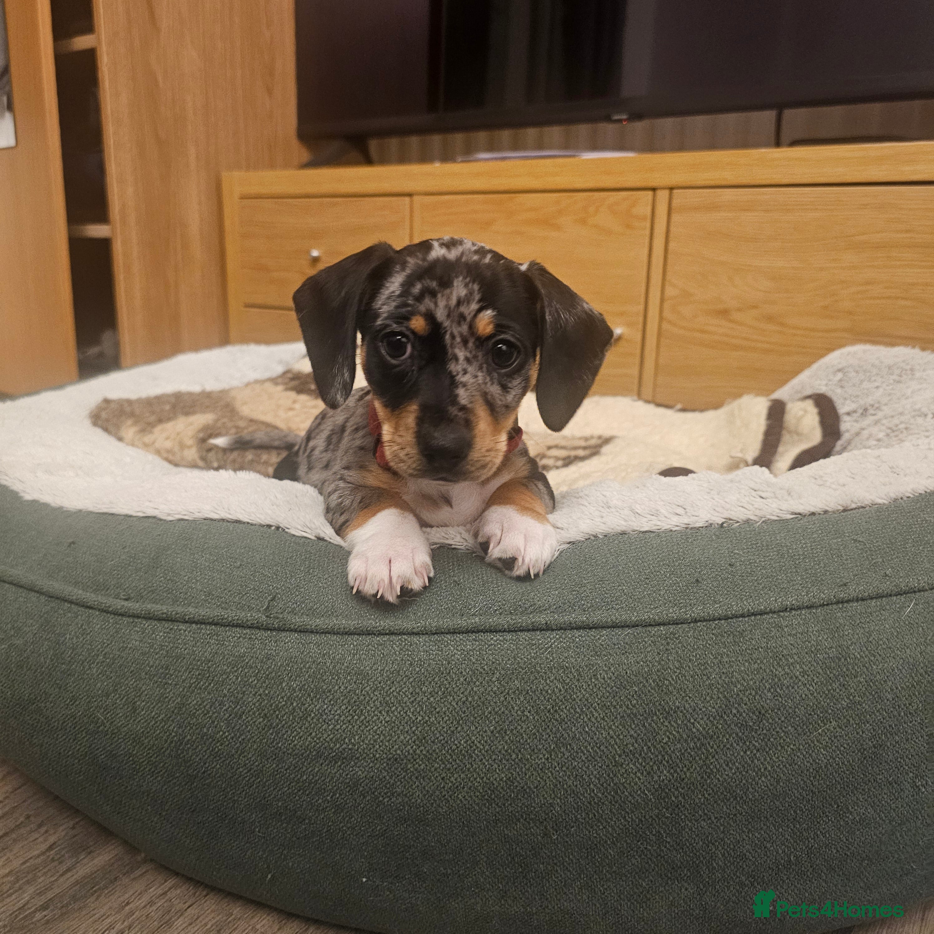 Jackshund dogs  Jack Russell Terrier x Dachshund . - Advert 6