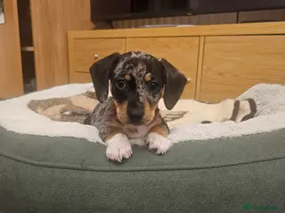 Jackshund dogs Jack Russell Terrier x Dachshund . - Advert 6