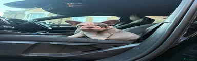 French Bulldog 6
