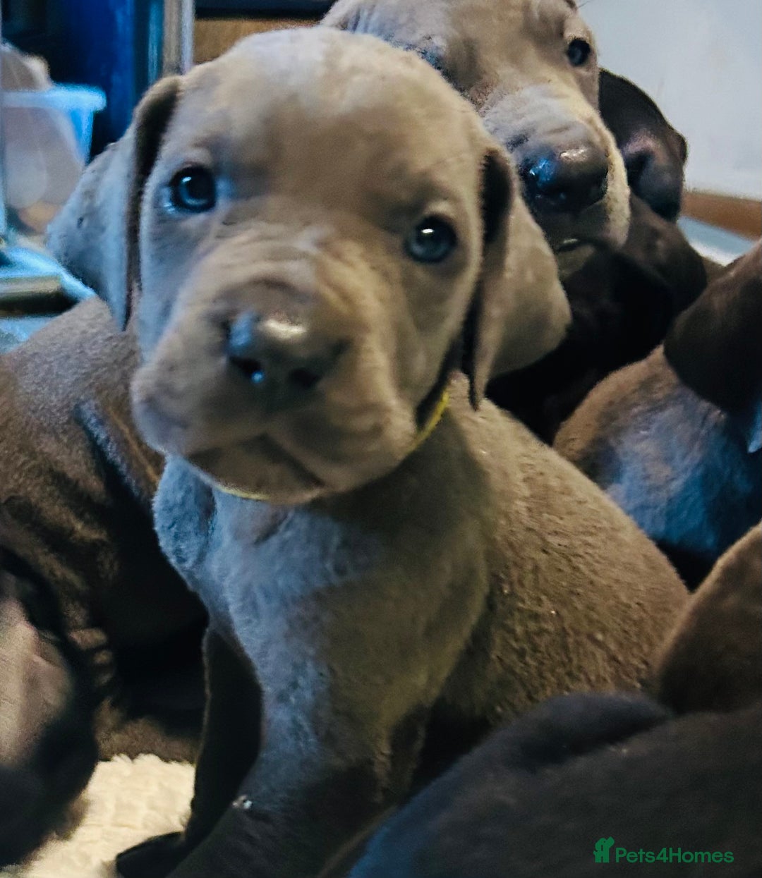 Great Dane dogs for sale: Stunning Great Dane Puppies  - Advert 9