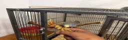 Budgerigars birds for sale: Hand Tame Baby Budgies - Advert 13