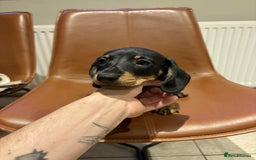 Dachshund dogs for sale: Chunky Standard Homebred Dachshunds - Image 5
