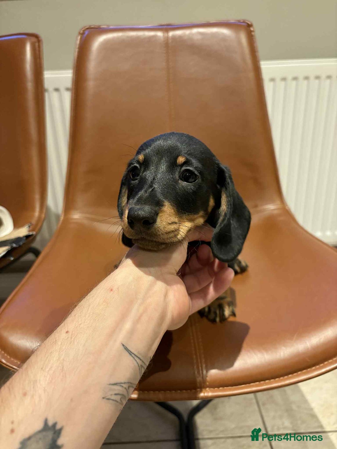 Dachshund dogs for sale: Chunky Standard Homebred Dachshunds - Image 5