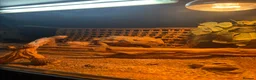 Bearded Dragon reptiles for sale: Name: rocco  in Lancaster - Advert 7