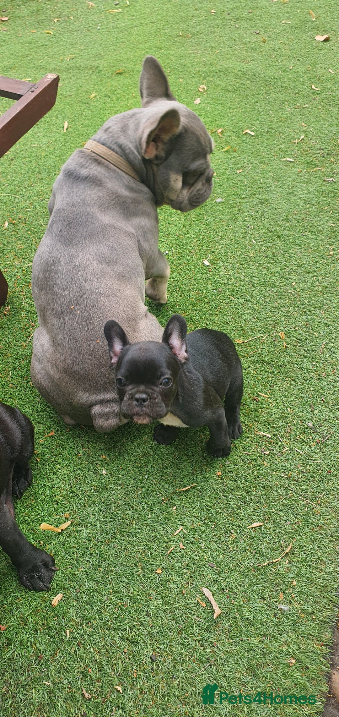 French Bulldog dogs for stud: Gorgeous Lilac And Tan self tying Frenchie Stud - Image 5