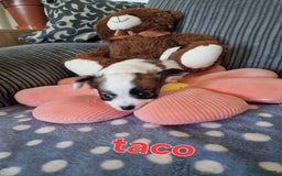 Chihuahua dogs for sale: Chihuahuas puppy's   - Image 22