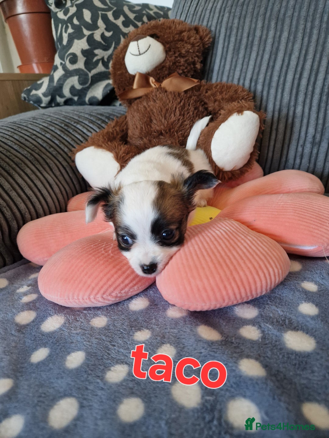 Chihuahua dogs for sale: Chihuahuas puppy's   - Image 22