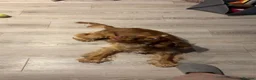 Cocker Spaniel dogs for sale: 2 years old Female Cocker spaniel - Advert 3