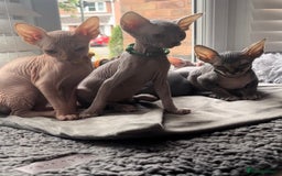 Sphynx cats for sale: Luna - August ready kitty’s in need of loving homes - Image 1