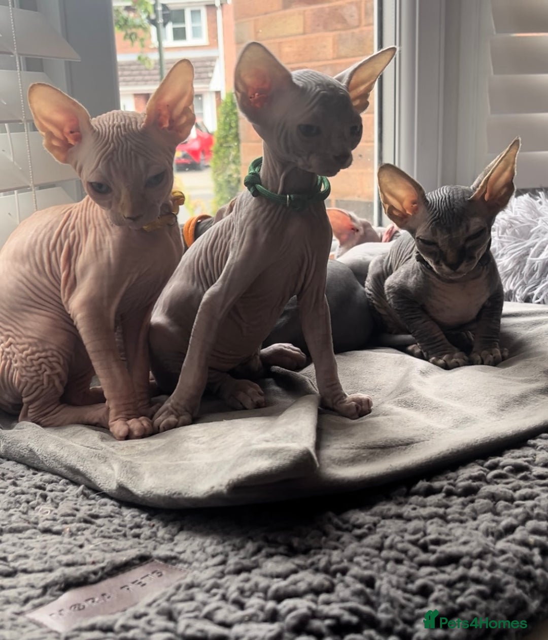 Sphynx cats for sale: Luna - August ready kitty’s in need of loving homes - Image 1