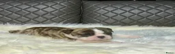English Bulldog dogs for sale: Gorgeous English Bulldog Puppies Available in Manchester - Advert 9