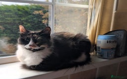 Ragdoll cats for sale: Stunning Ragdoll Calico Cross. Beautiful Markings. - Advert 5