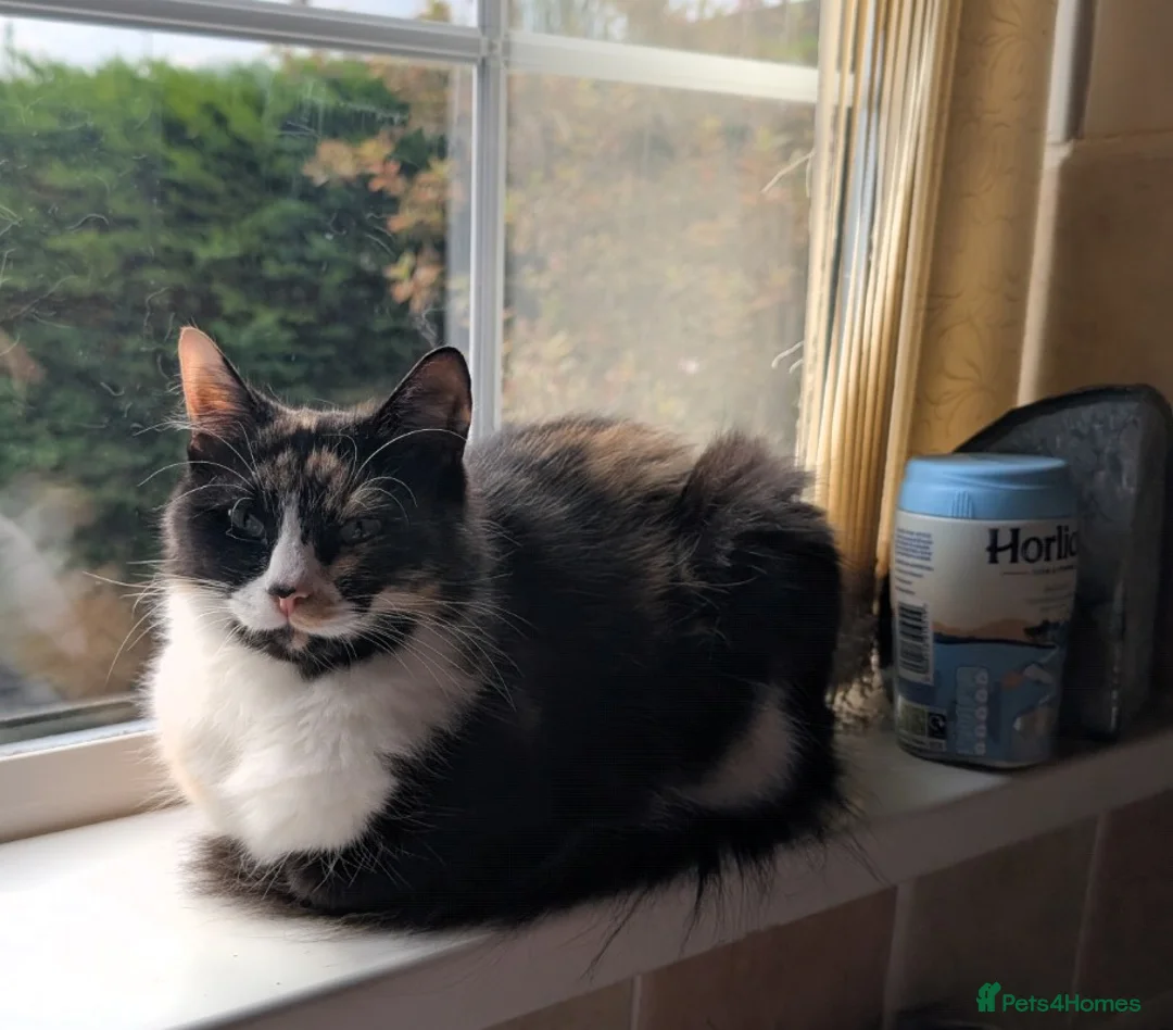 Ragdoll cats for sale: Stunning Ragdoll Calico Cross. Beautiful Markings. - Advert 5