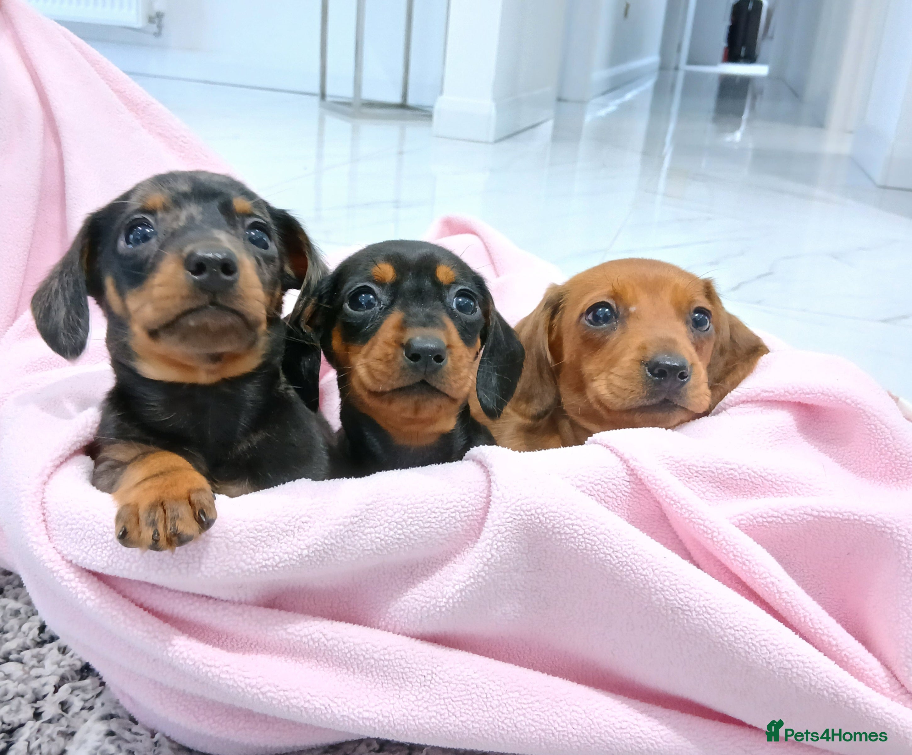 Miniature Dachshund dogs Miniature dachshund puppy's  - Advert 1