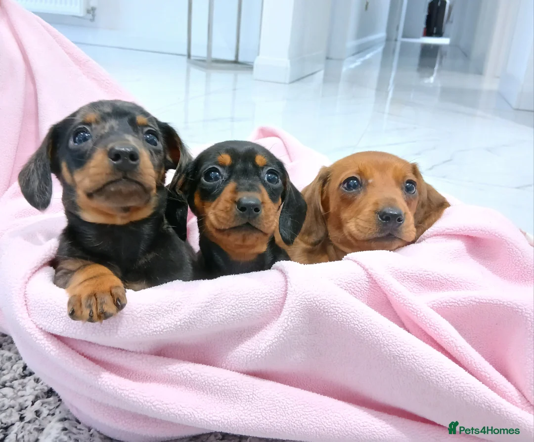 Miniature Dachshund dogs for sale: Miniature dachshund puppy's  - Advert 1