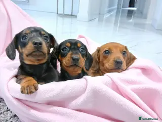 Miniature Dachshund dogs Miniature dachshund puppy's - Advert 1
