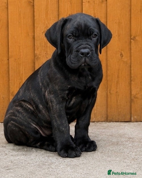 Cane Corso dogs Ready now exceptional Cane Corso puppies   - Advert 2