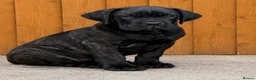 Cane Corso dogs for sale: Ready to collect Exceptional Cane Corso puppies   - Advert 7