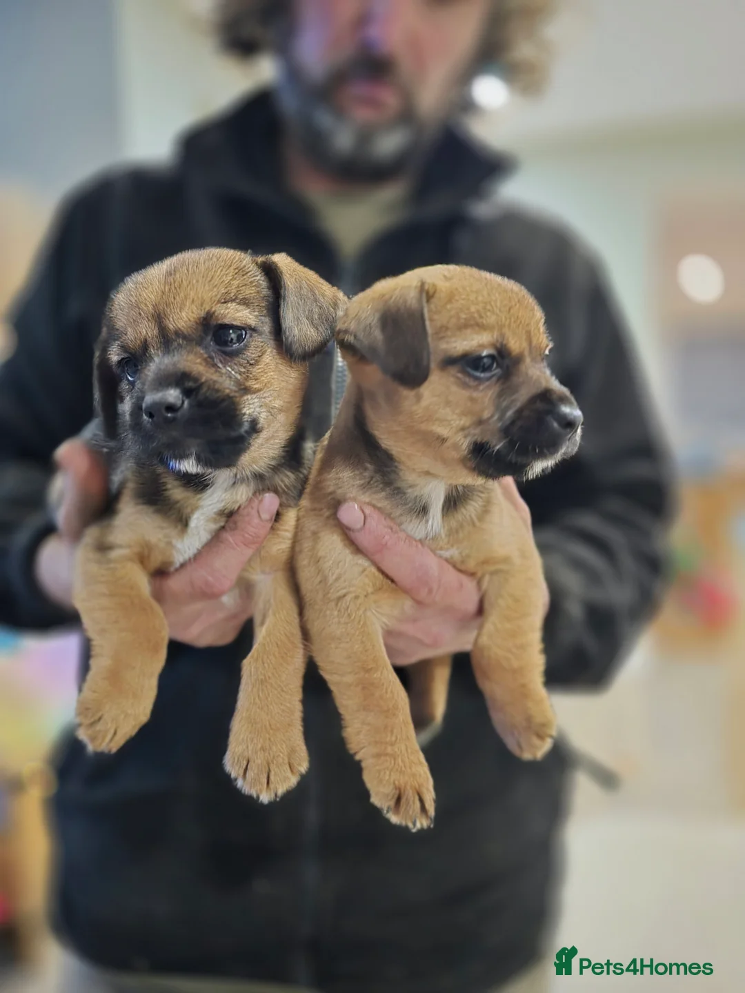 Mixed Breed dogs for sale: Puppies - Advert 6